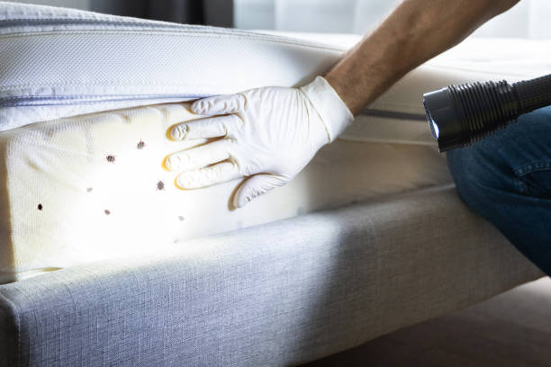 Best Wasp Removal Services  in North Druid Hills, GA