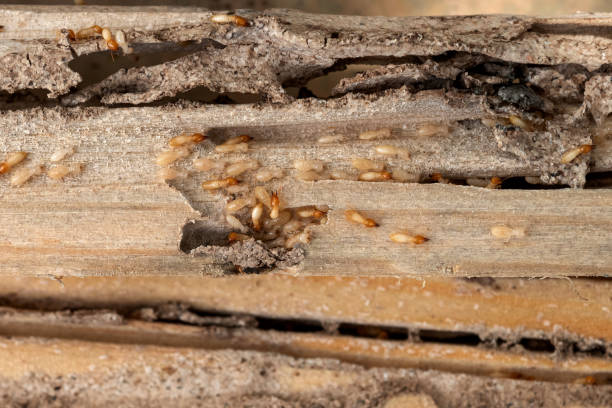 Best Pest Control Near Me in North Druid Hills, GA